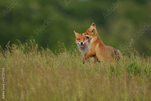 Fox cub playing with the mother fox on the meadow