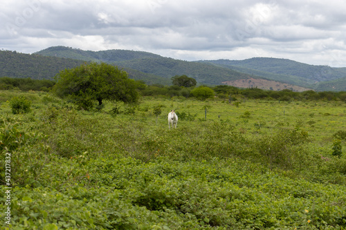 horse