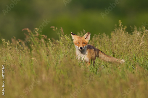 Red fox cub , Vulpes Vulpes in the grass