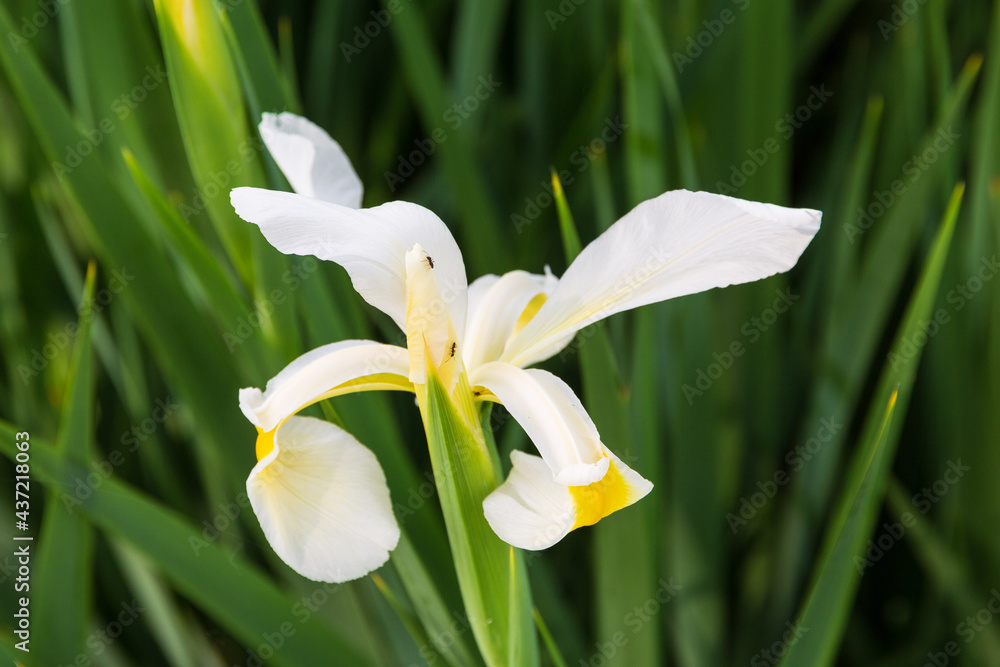 white iris blossom in the early morning white iris blossom in the early morning