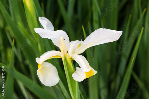 white iris blossom in the early morning