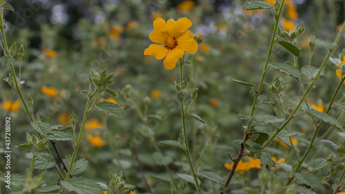 flower