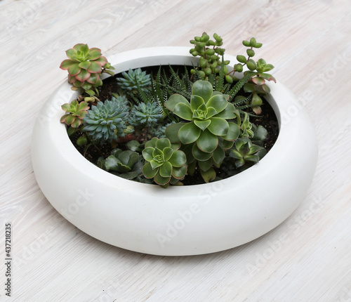 Floral arrangement of succulents in a white pot on a light background. Indoor plants. Hobby. Plants in the interior. Aeonium Kiwi. Miniature garden of indoor plants.
