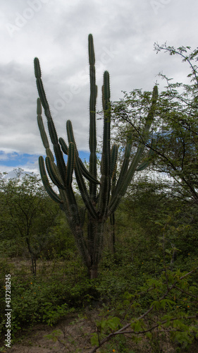 cactus