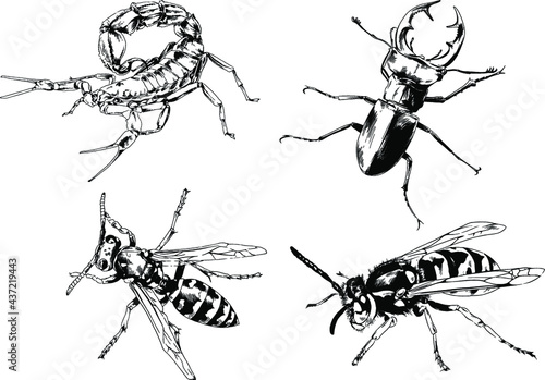 vector drawings sketches different insects bugs Scorpions spiders drawn in ink by hand , objects with no background  © evgo1977