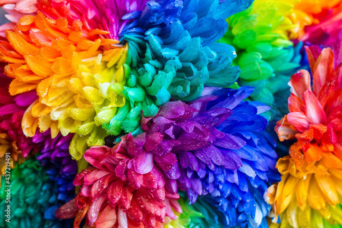 bouquet of colorful large chrysanthemums