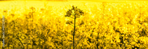 Rapeseed or colza (Brassica napus) close up view. Panoramic view of a yellow rapeseed field till the horizon. Agriculture technology for growing ecology plants for oil and biofuels.