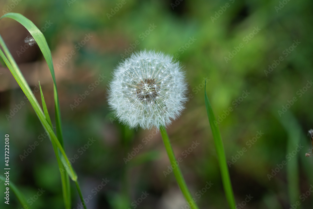 White fluffy flower of a blooming dandelion, close-up, against a background of green plants. White fluffy flower of a blooming dandelion, close-up, against a background of green plants.
