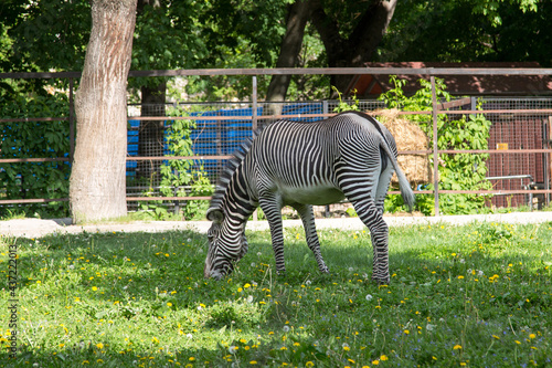 The zebra Grevi  Latin  Equus grevyi  stands in a field with a beautiful striped color against the background of trees. Wildlife fauna mammals.