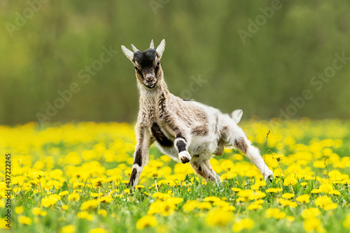 Little funny Nigerian pygmy goat  jumping on the field with flowers. Farm animals. photo