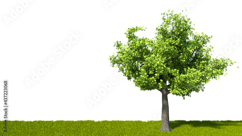 Tree and green grass. Isolated on a white background. 3d rendering. High resolution.