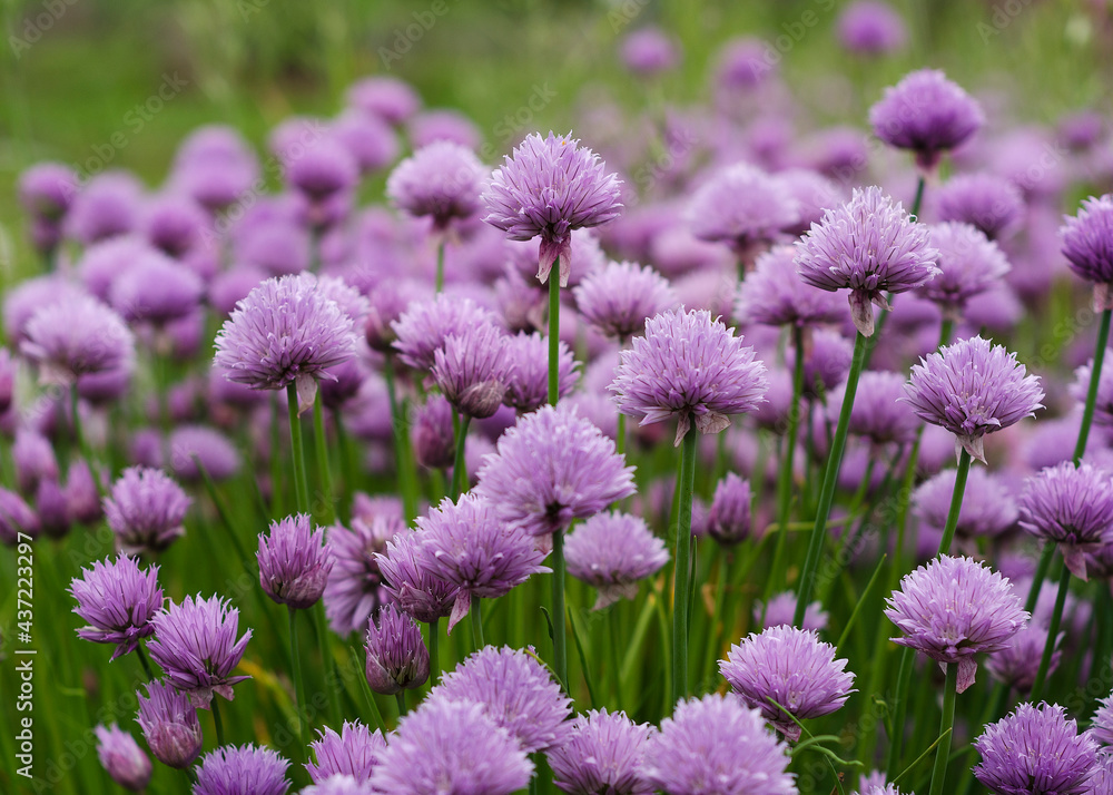 Purple Chives Flowers in Green Grass Purple Chives Flowers in Green Grass