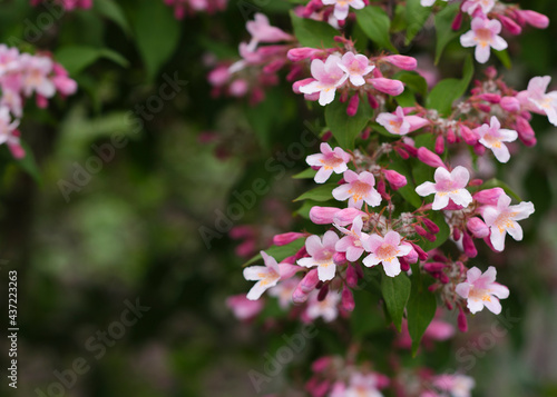 pale pink flowers of Kolkwitzia amabilis