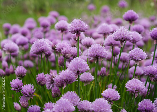 Purple Chives Flowers in Green Grass
