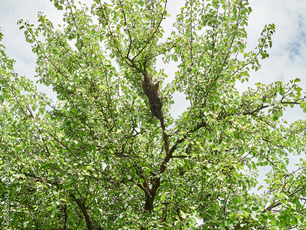 A swarm of bees is firmly held on a tree trunk. The process of formation of bee colonies.