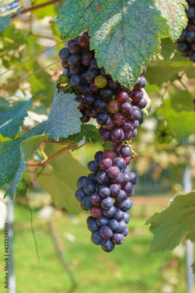Bunches of ripe red wine grapes hanging on a vine