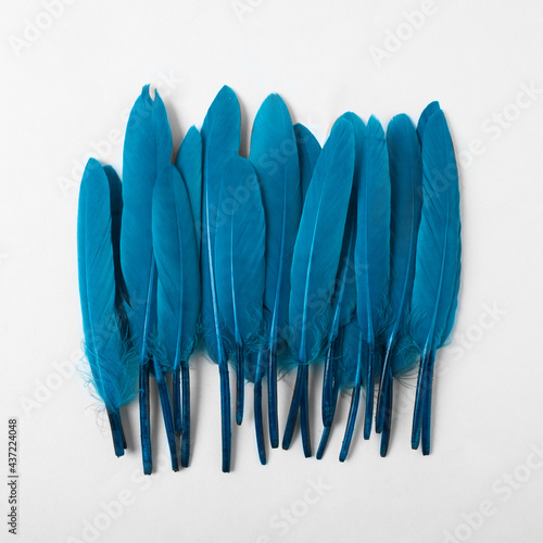 Blue feather on a white background