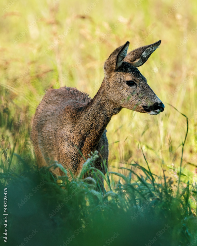roe deer fawn roe deer fawn