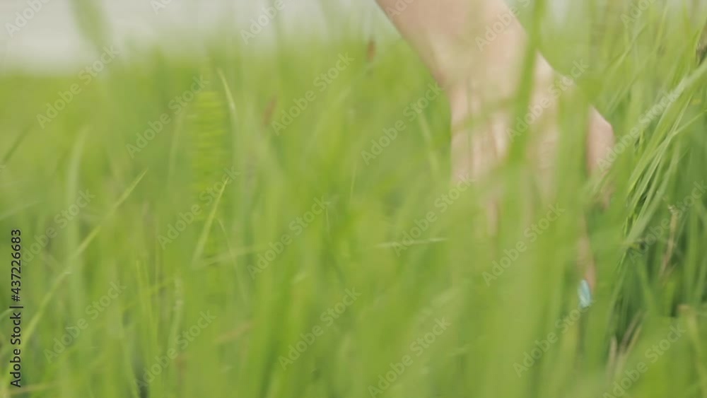 Female hand touching green grass detailed plan Female hand touching green grass detailed plan