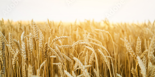 Wheat field. Ears of golden wheat close up. Beautiful Nature Landscape. Rural Scenery under white sky. Background of ripening ears of wheat field. Rich harvest Concept...