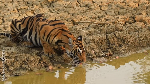 A Royal Bengal Tiger or Panthera Tigris drinking water from a pond and quenching it's thirst in summer with his reflection in the pond photo