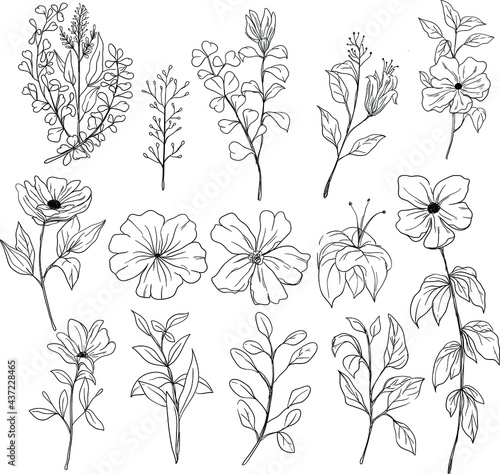 set hand drawn botanical floral decorative elements