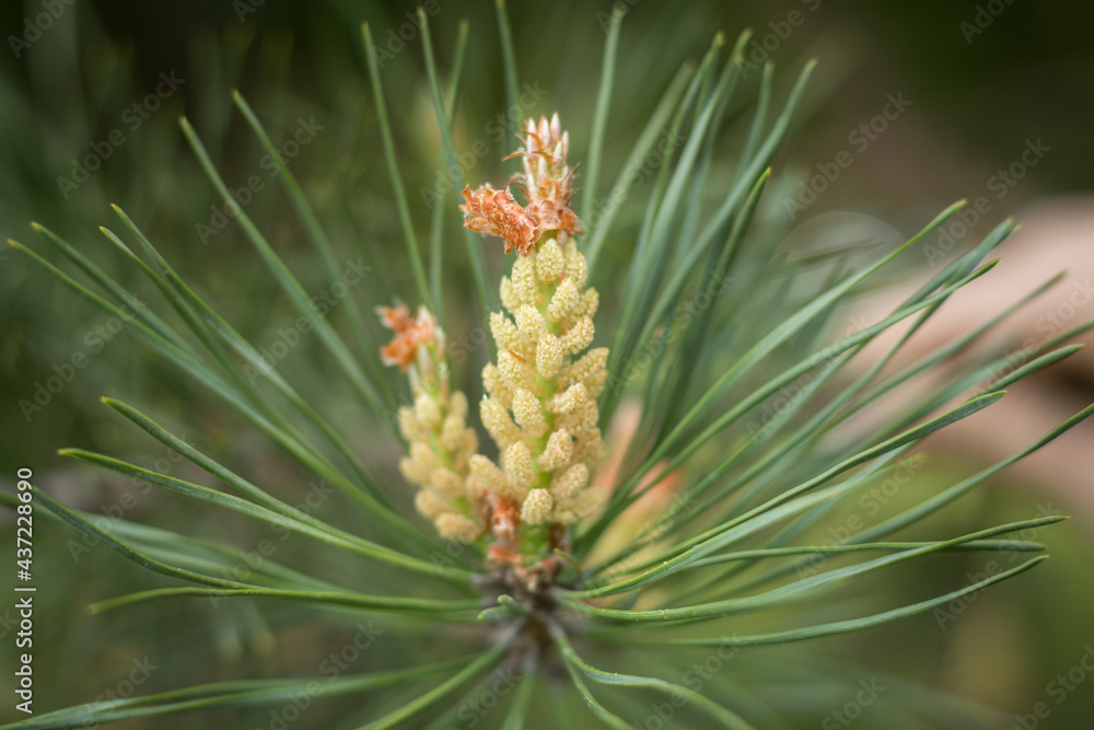 Young inflorescence on a pine branch in the spring Young inflorescence on a pine branch in the spring