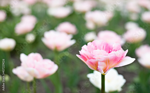 pink tulip flower close up