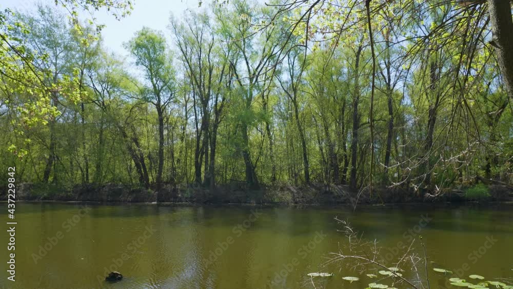 Scenic green sunny morning spring 4k video landscape of river water, trees growing on shore Scenic green sunny morning spring 4k video landscape of river water, trees growing on shore