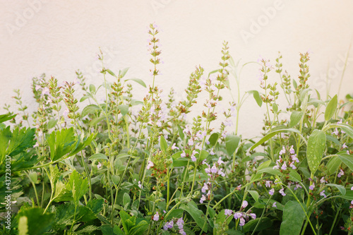 Wallpaper Mural Fresh aromatic sage in the garden Torontodigital.ca