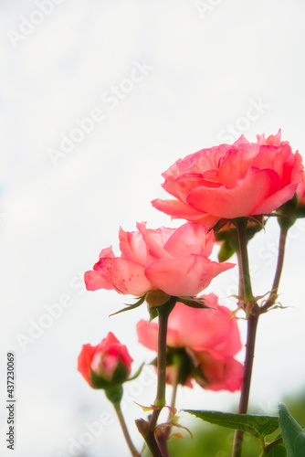 ピンク色系のバラが咲いている美しい 風景