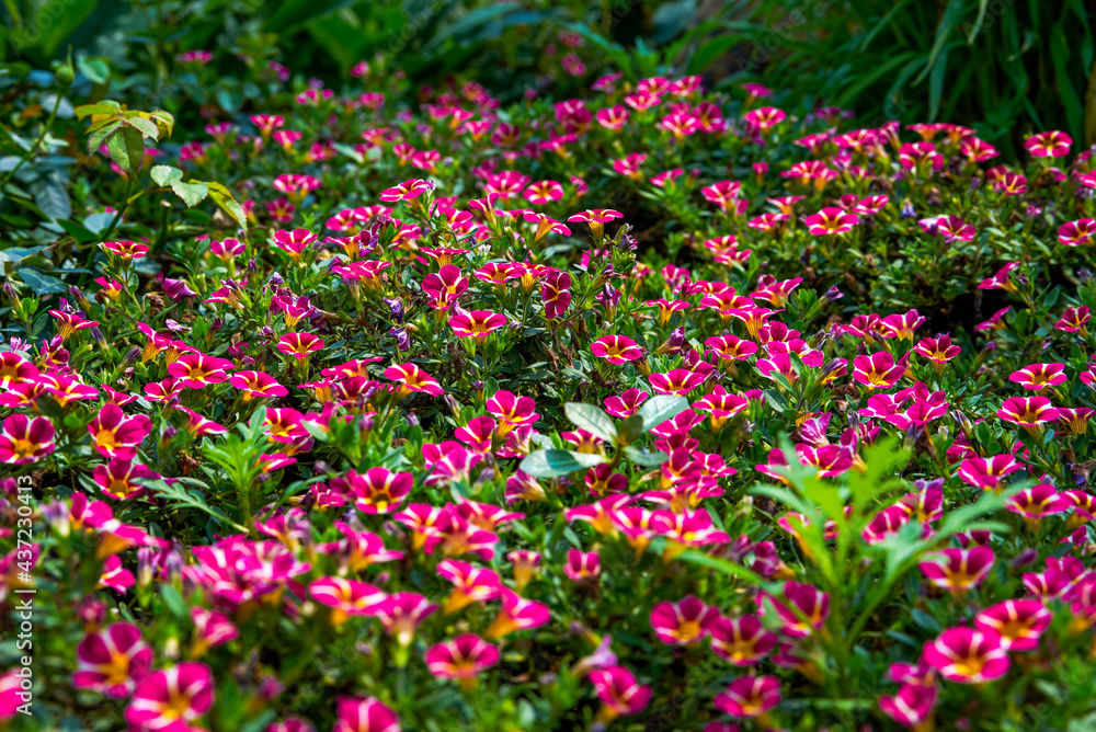 A bunch of blooming fuchsia marguerite flowers