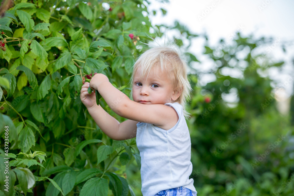 Little toddler boy, child, gathering raspberiies Little toddler boy, child, gathering raspberiies