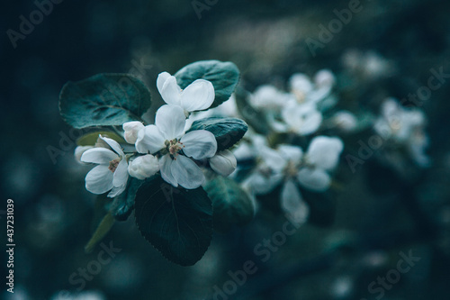 apple tree