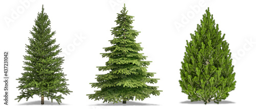 Tableau sur toile Trees Isolated on white Background