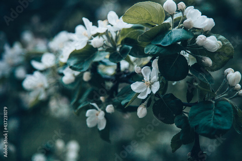 apple tree