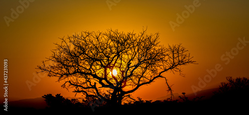 Safari in South Africa Kruger