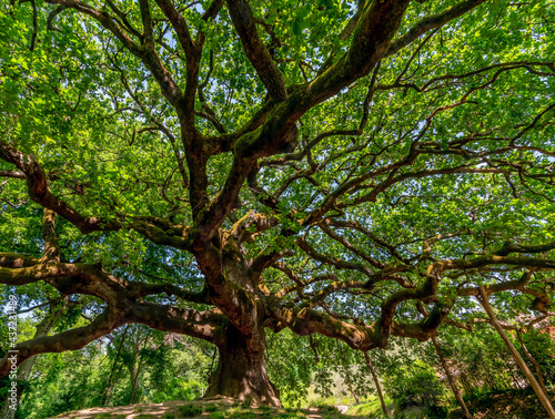 Beautiful view of the famous secular tree called oak of the witches in the province of Lucca, Italy photo