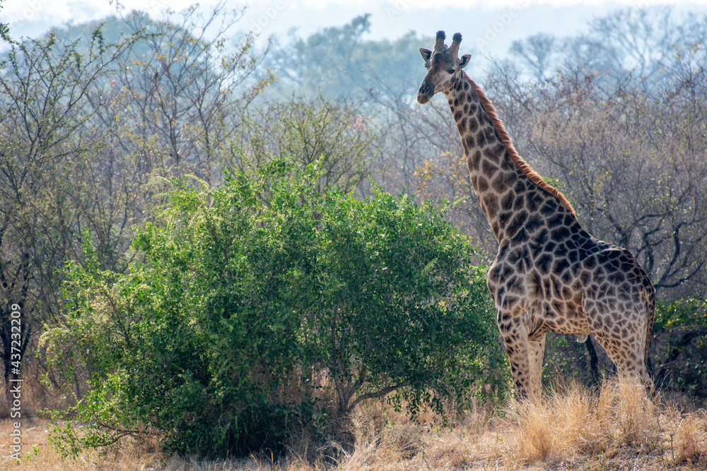 Obraz premium Safari in South Africa Kruger