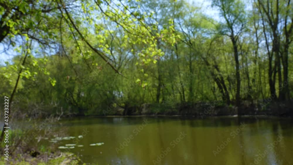 Blurry scenic green sunny morning spring 4k video landscape of river water, trees growing on shore Blurry scenic green sunny morning spring 4k video landscape of river water, trees growing on shore