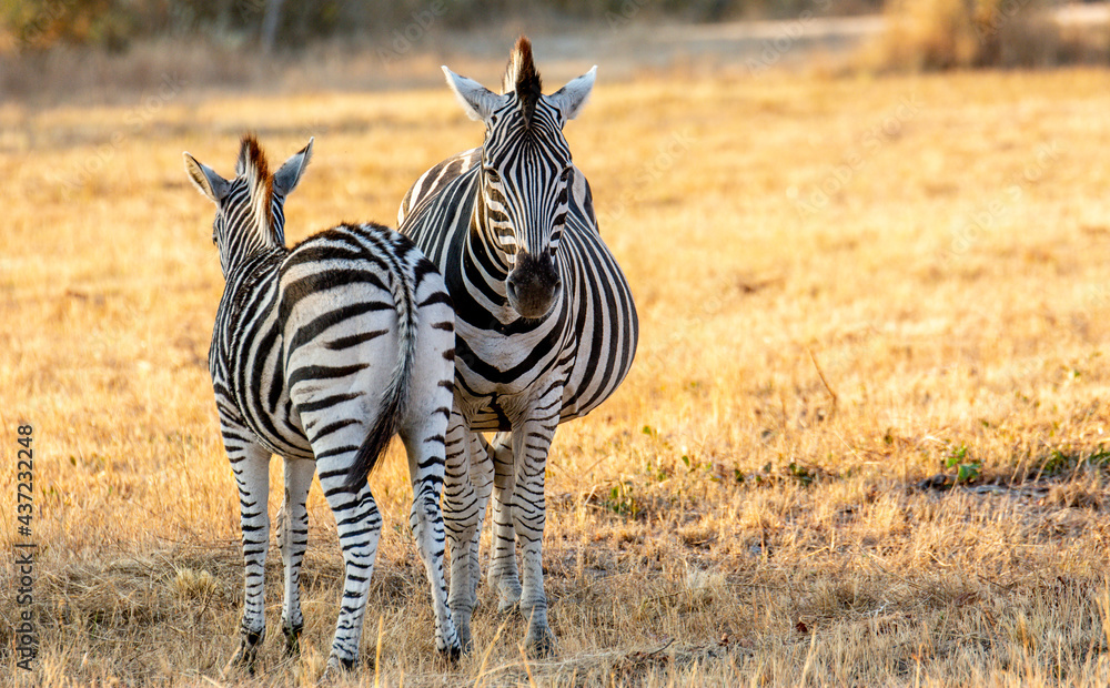 Naklejka premium Safari in South Africa Kruger