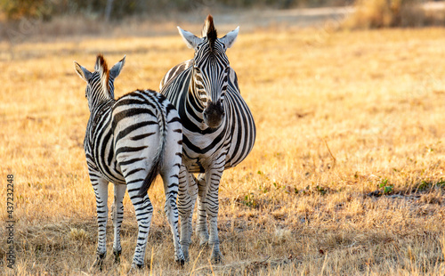 Safari in South Africa Kruger