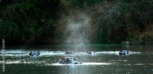 Safari in South Africa Kruger