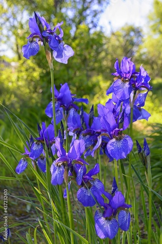 Fototapeta Naklejka Na Ścianę i Meble -  Wild Siberian iris ( iris sibirica ) blossom in the garden. Closeup.