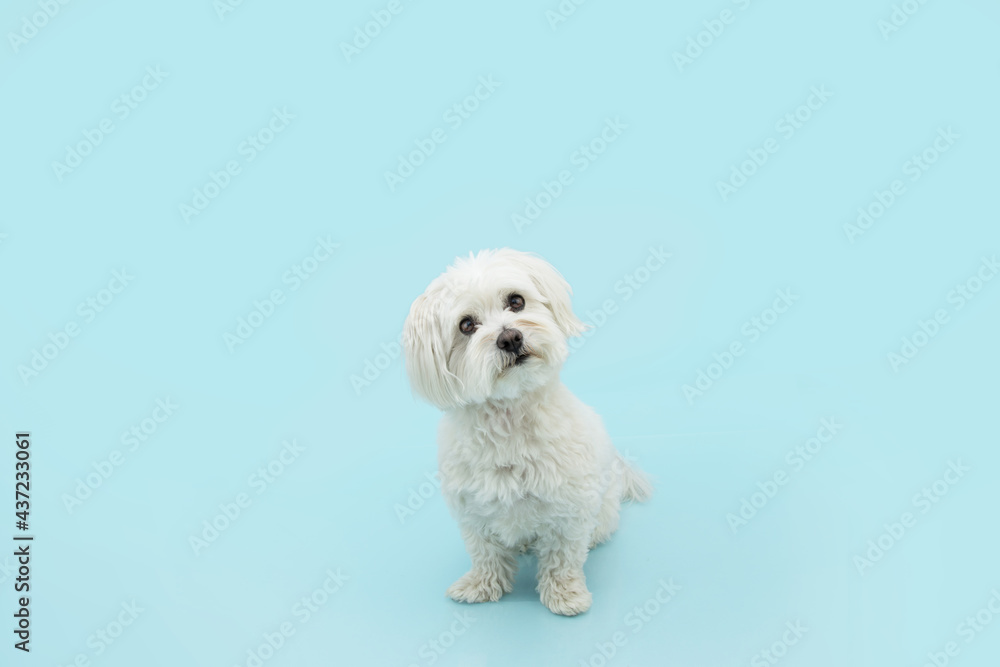 Cute maltese dog tilting head side and sitting. Isolated on blue pastel background