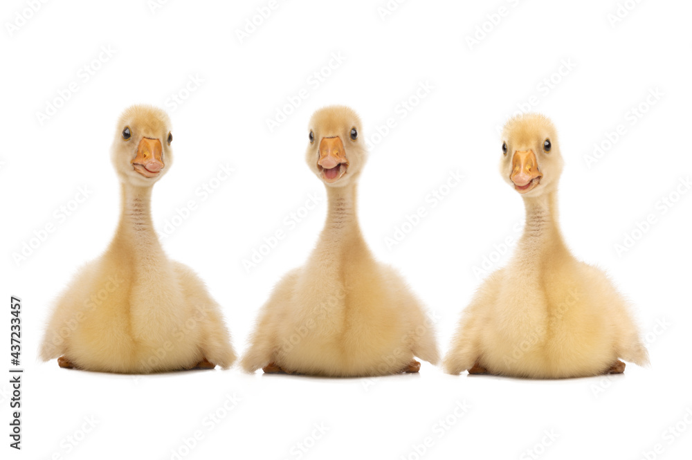 Three funny geese isolated on white background Three funny geese isolated on white background