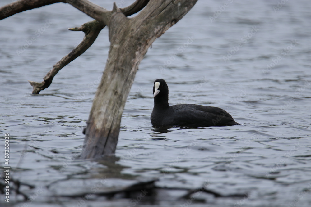 Fototapeta premium The Eurasian coot (Fulica atra)