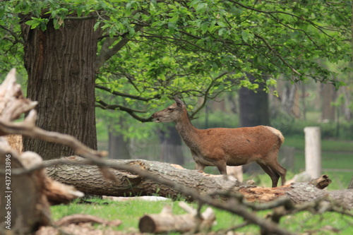 Female red deer (cervus elaphus) in spring forest.