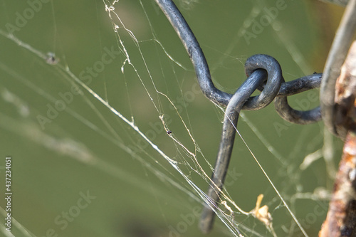 Die Spinne baut überall.