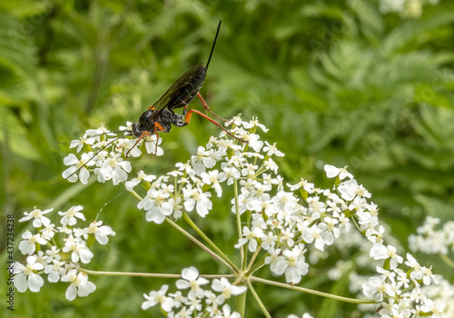 Schlupfwespe photo